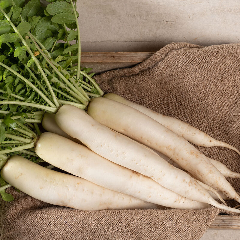 Spring Roots & Shoots Bundle