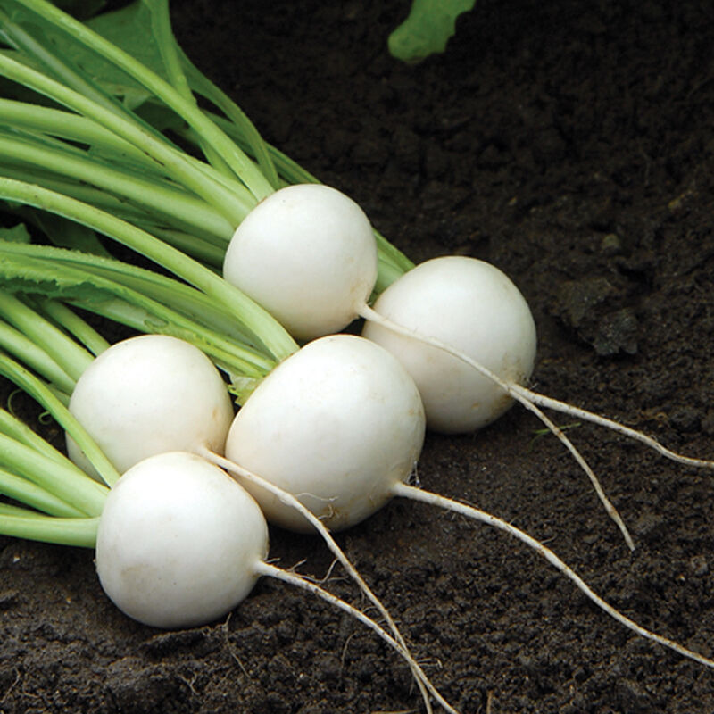 Spring Roots & Shoots Bundle