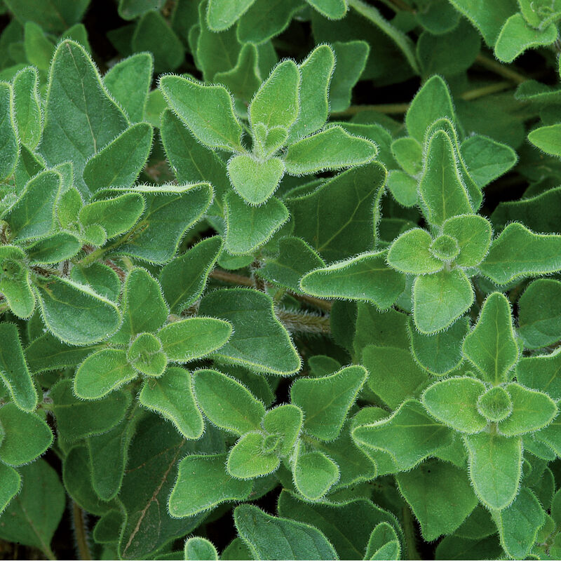 Spring Herb Mix
