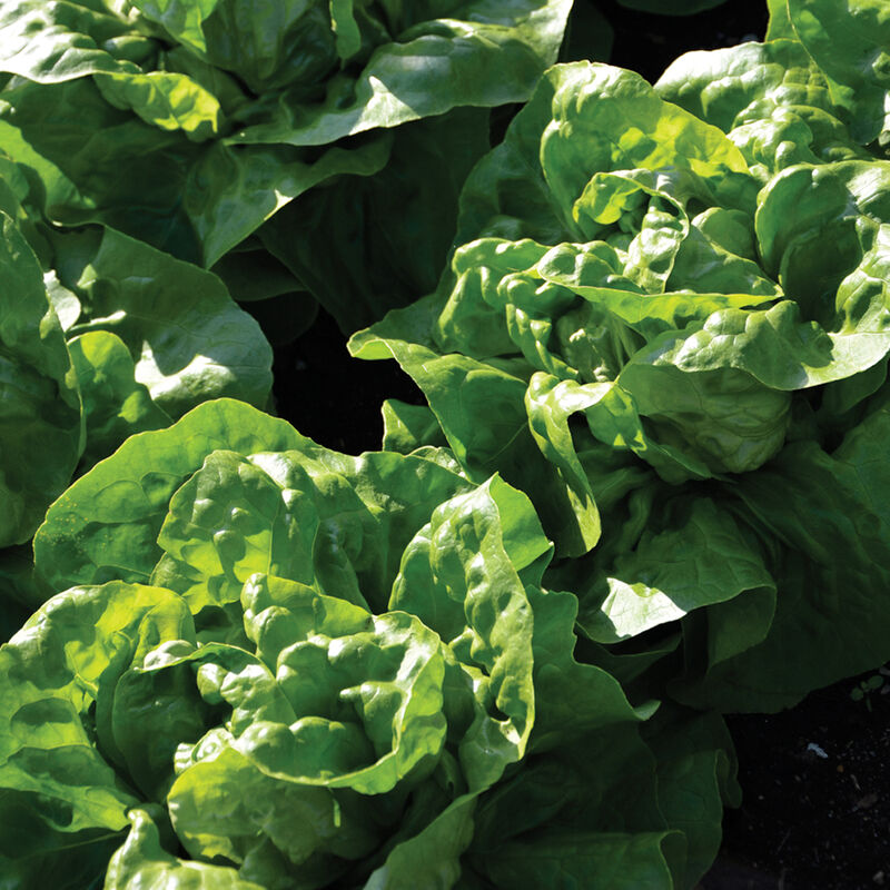 Spring Lettuce Mix