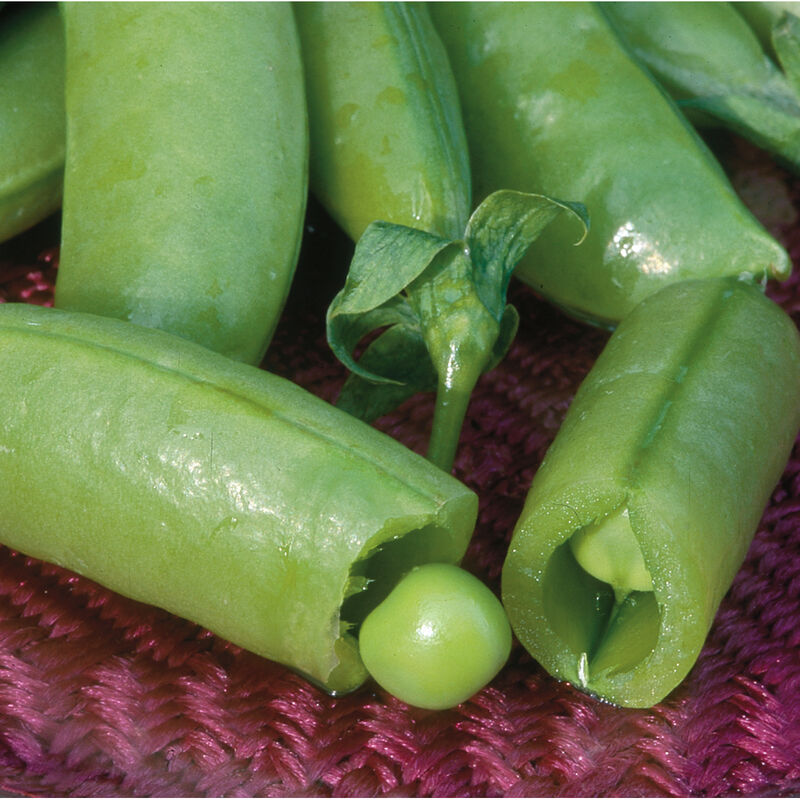Spring Farmer's Bundle