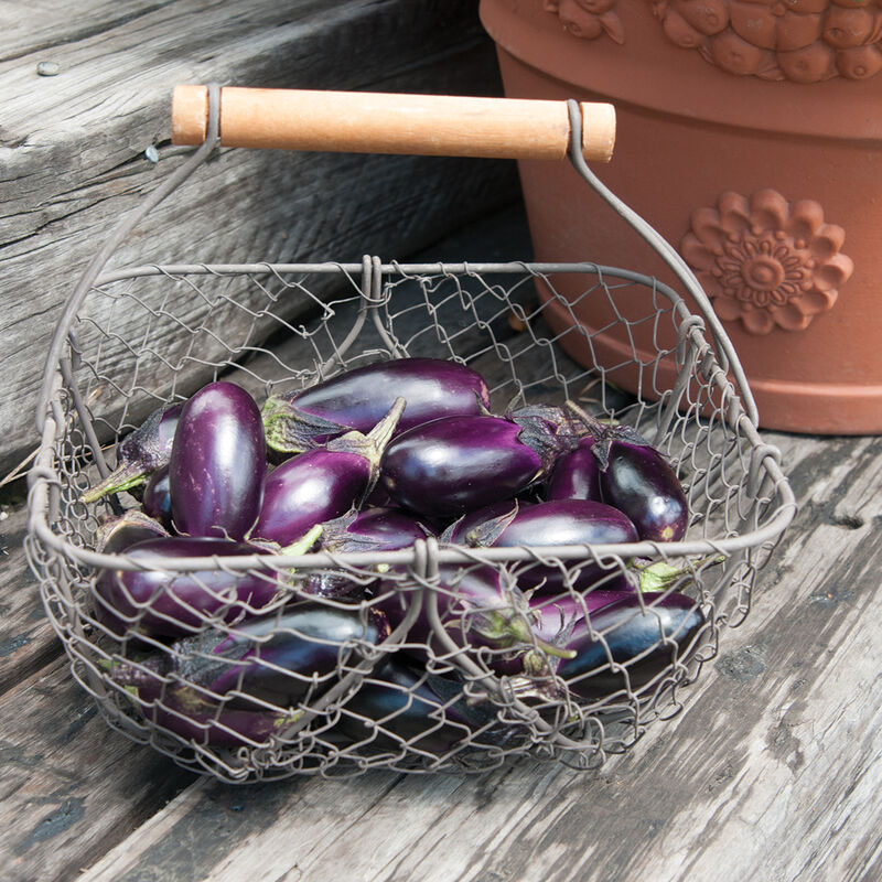 Spring Nightshade Bundle