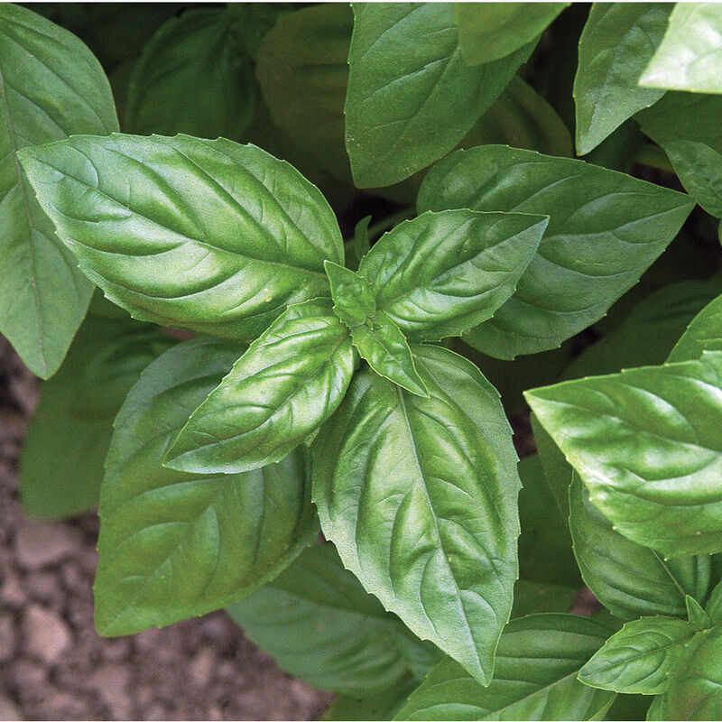Spring Herb Mix