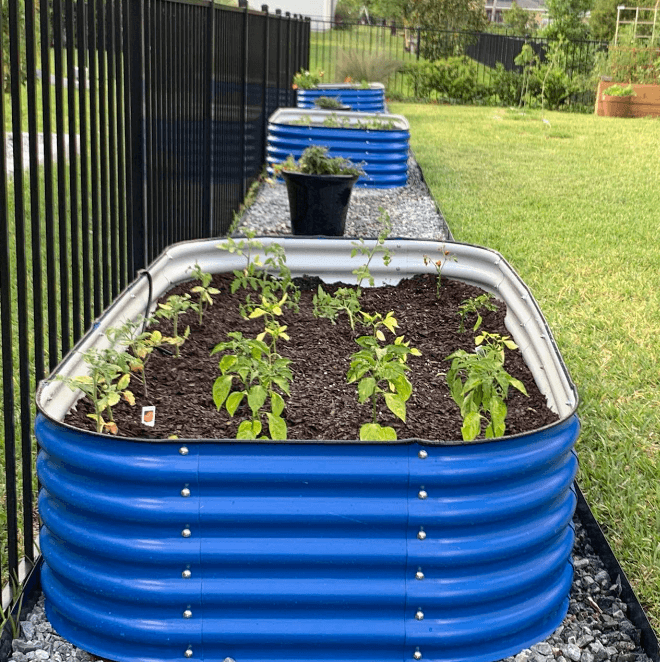 17" 12-in-1 Raised Bed & Greens Seedlings Bundle