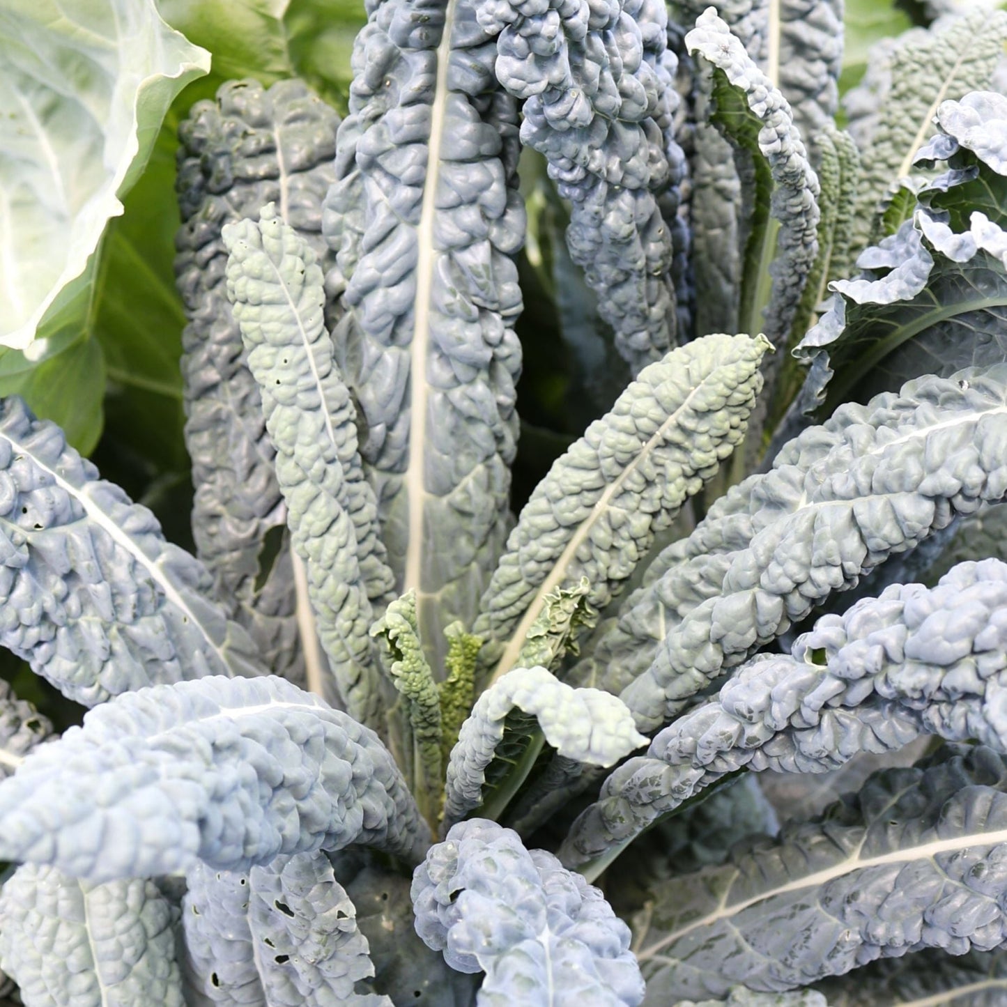Black Magic Kale