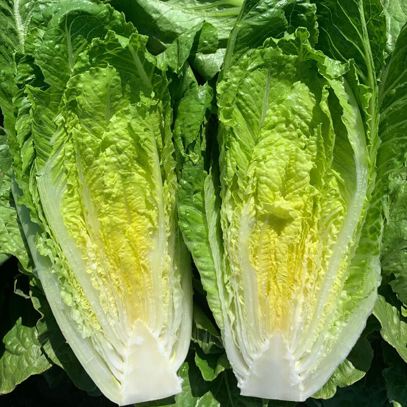 Spring Farmer's Bundle