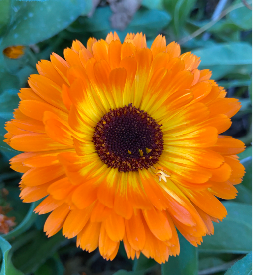 Spring Flower Bundle