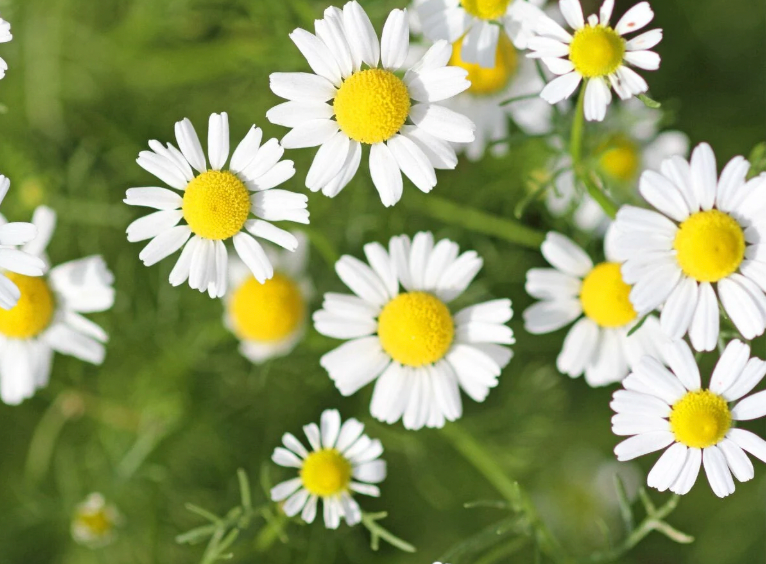 Spring Flower Bundle