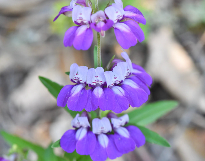 Spring Flower Bundle