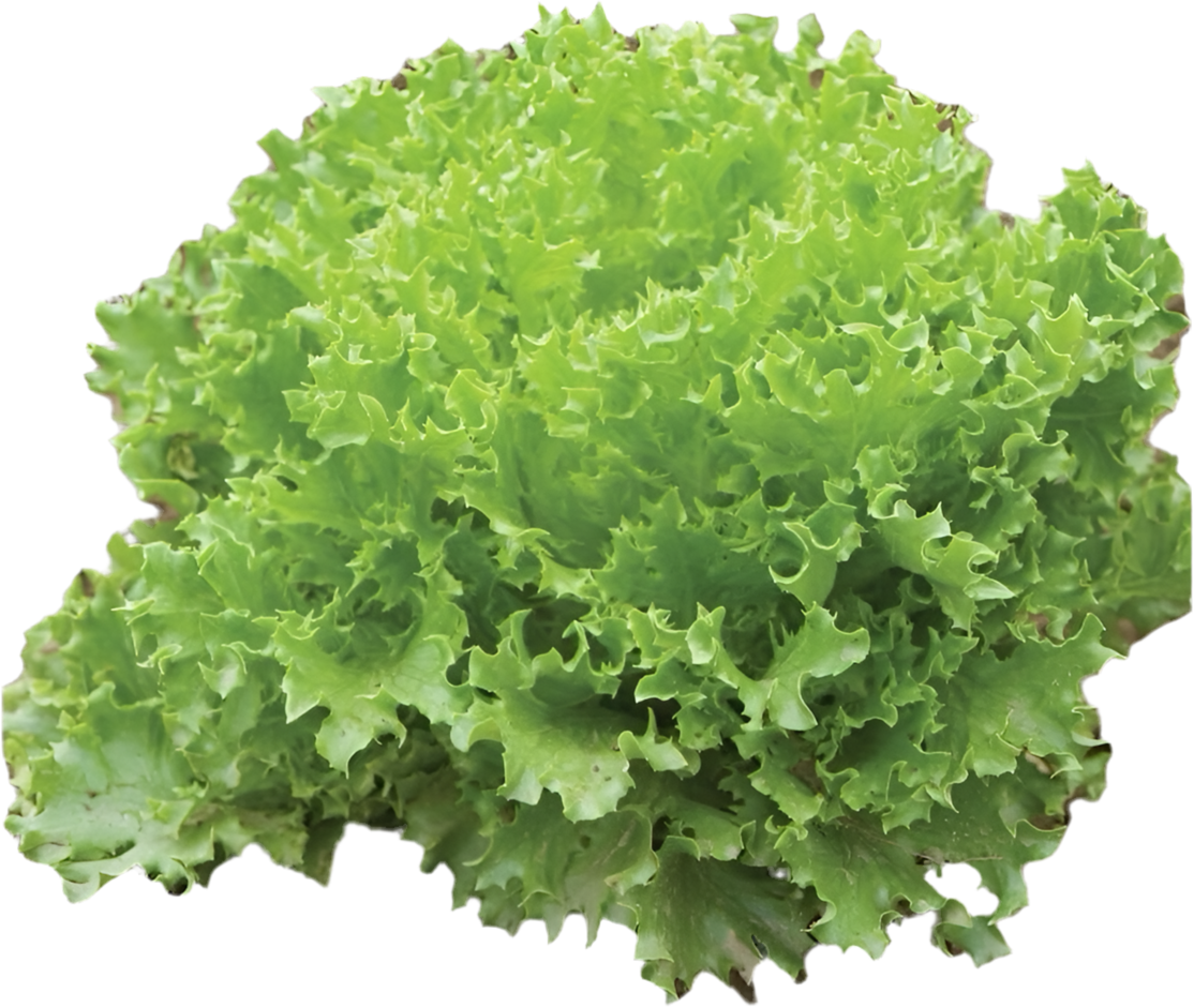 Spring Lettuce Mix