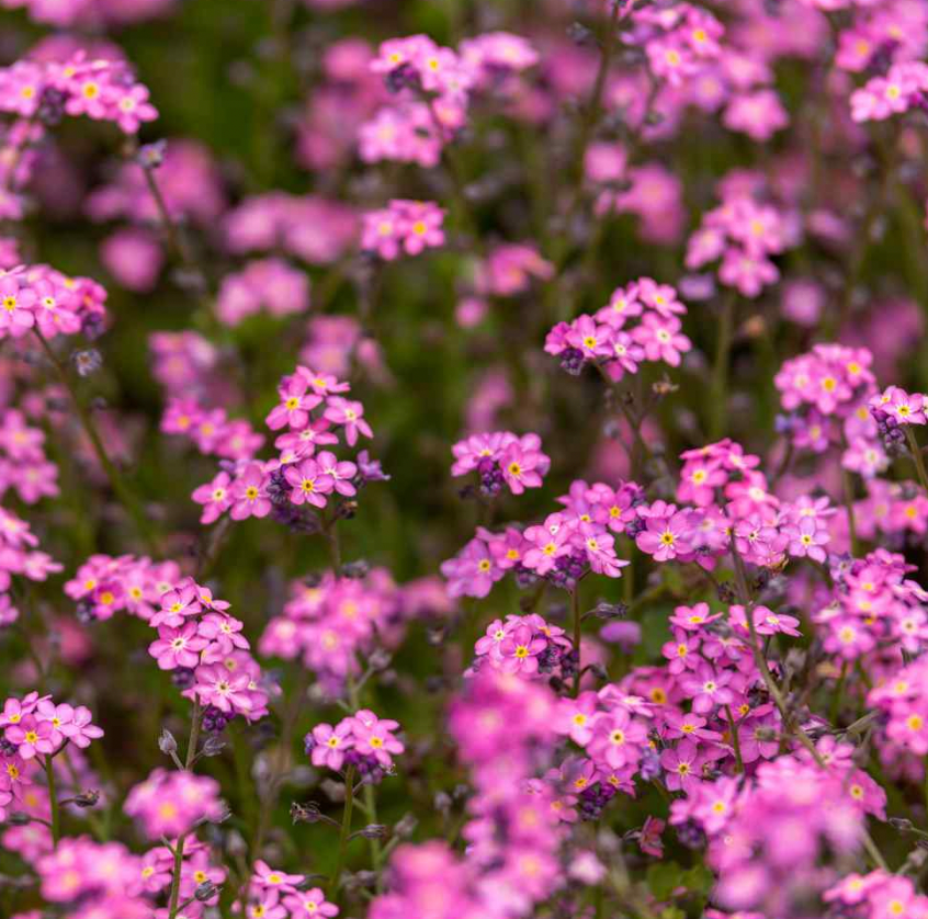 Spring Flower Bundle