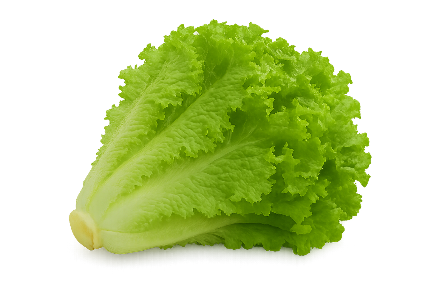 Lettuce Bundle
