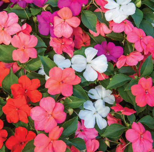 Spring Flower Bundle