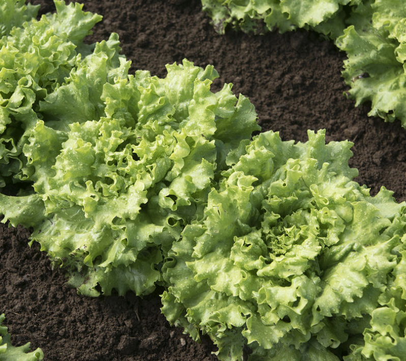 Spring Lettuce Mix