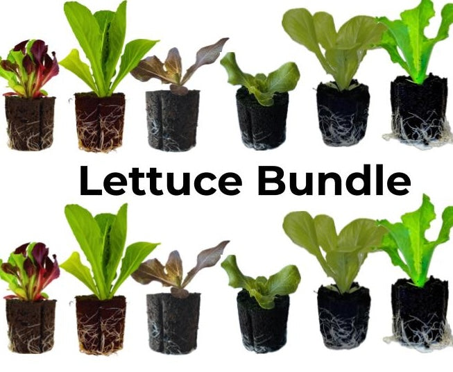 Spring Lettuce Mix