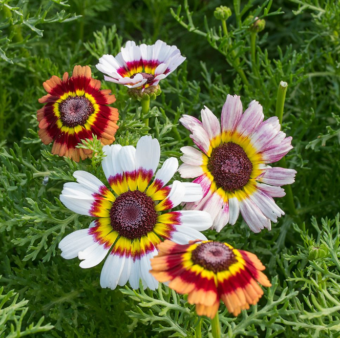 Spring Flower Bundle