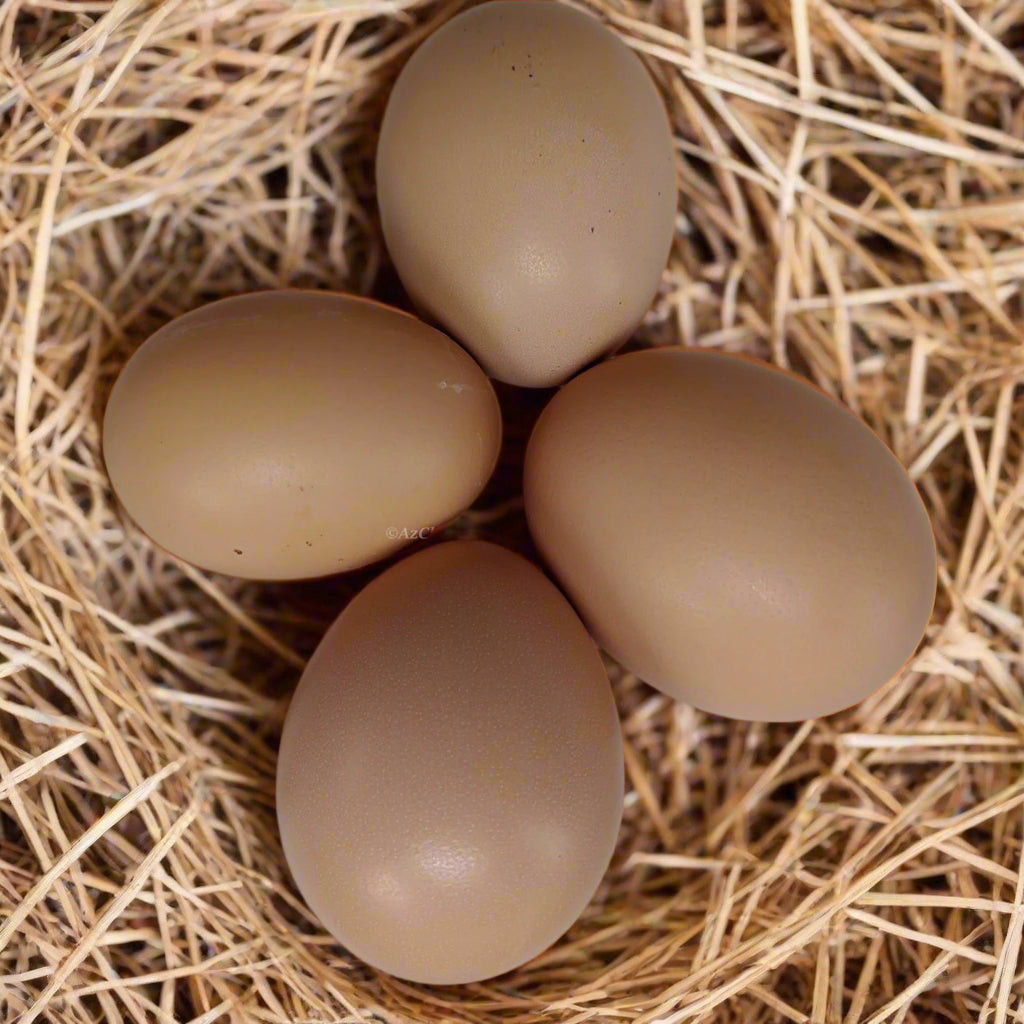 Black Sex-Link Female Chicks – Buy 10 + 5 Bonus Free (15 All-Female, Shipping Included)