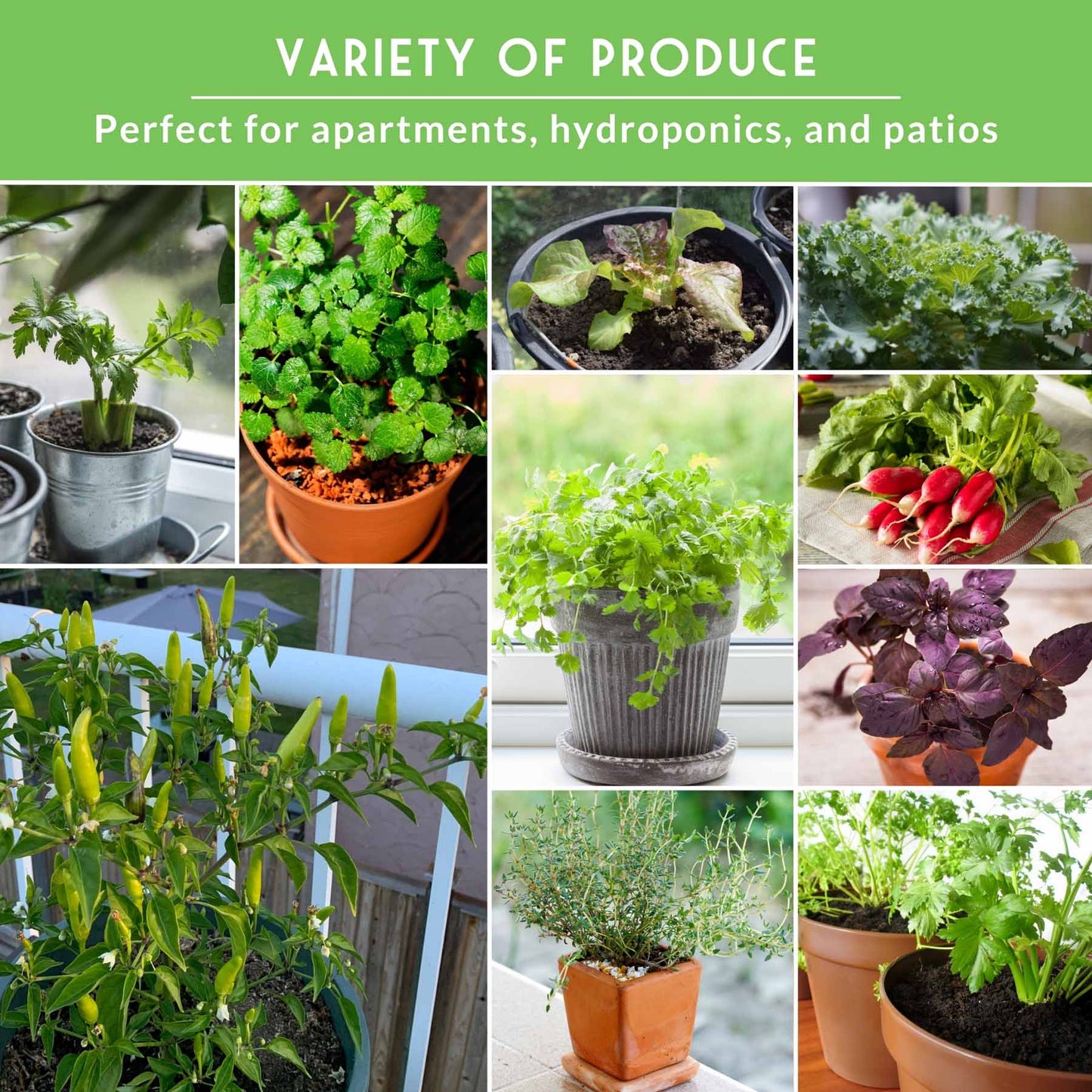 Apartment Kit Seed Vault - 20 Container Friendly Varieties