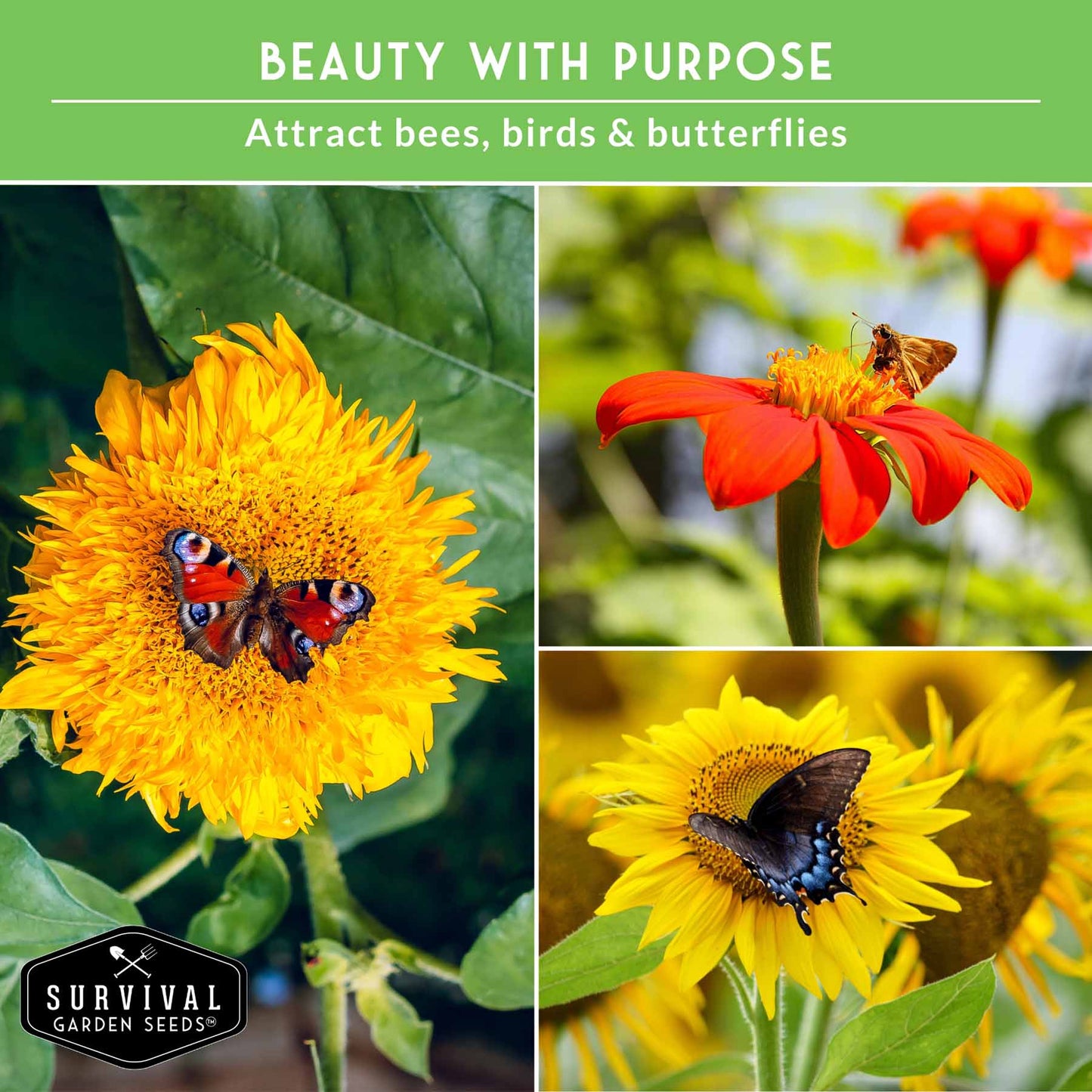 6 Sunflower Collection - A Rainbow of Colorful Sunflowers