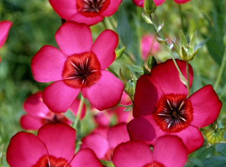 Spring Flower Bundle
