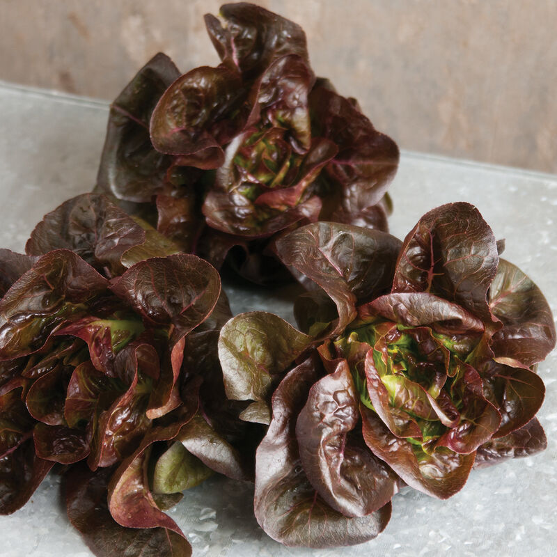 Spring Lettuce Mix