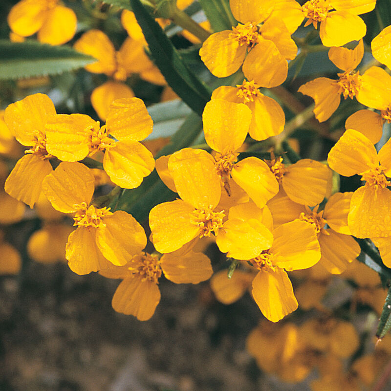 Spring Flower Bundle