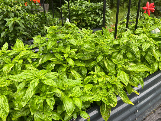 How to Fill a Raised Garden Bed