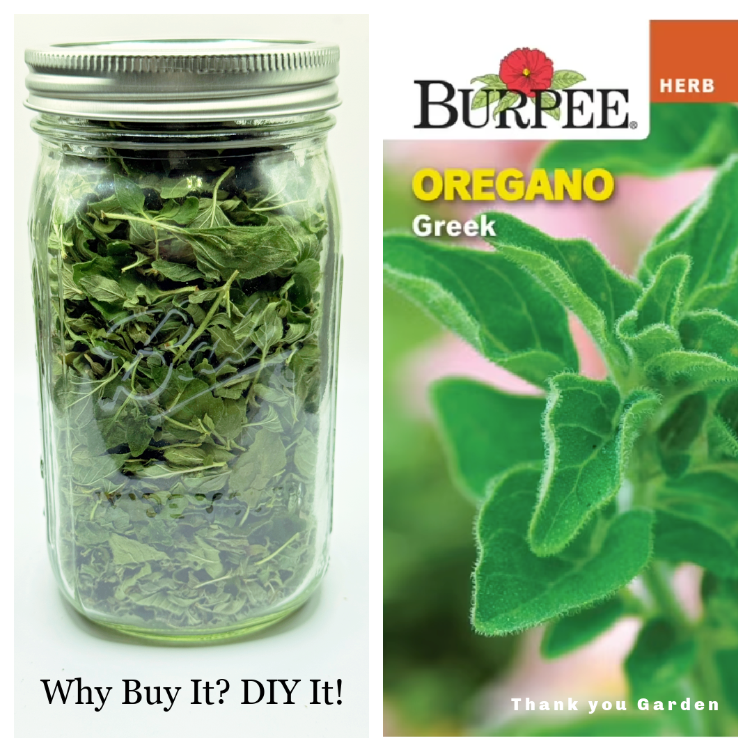 Drying Garden Herbs