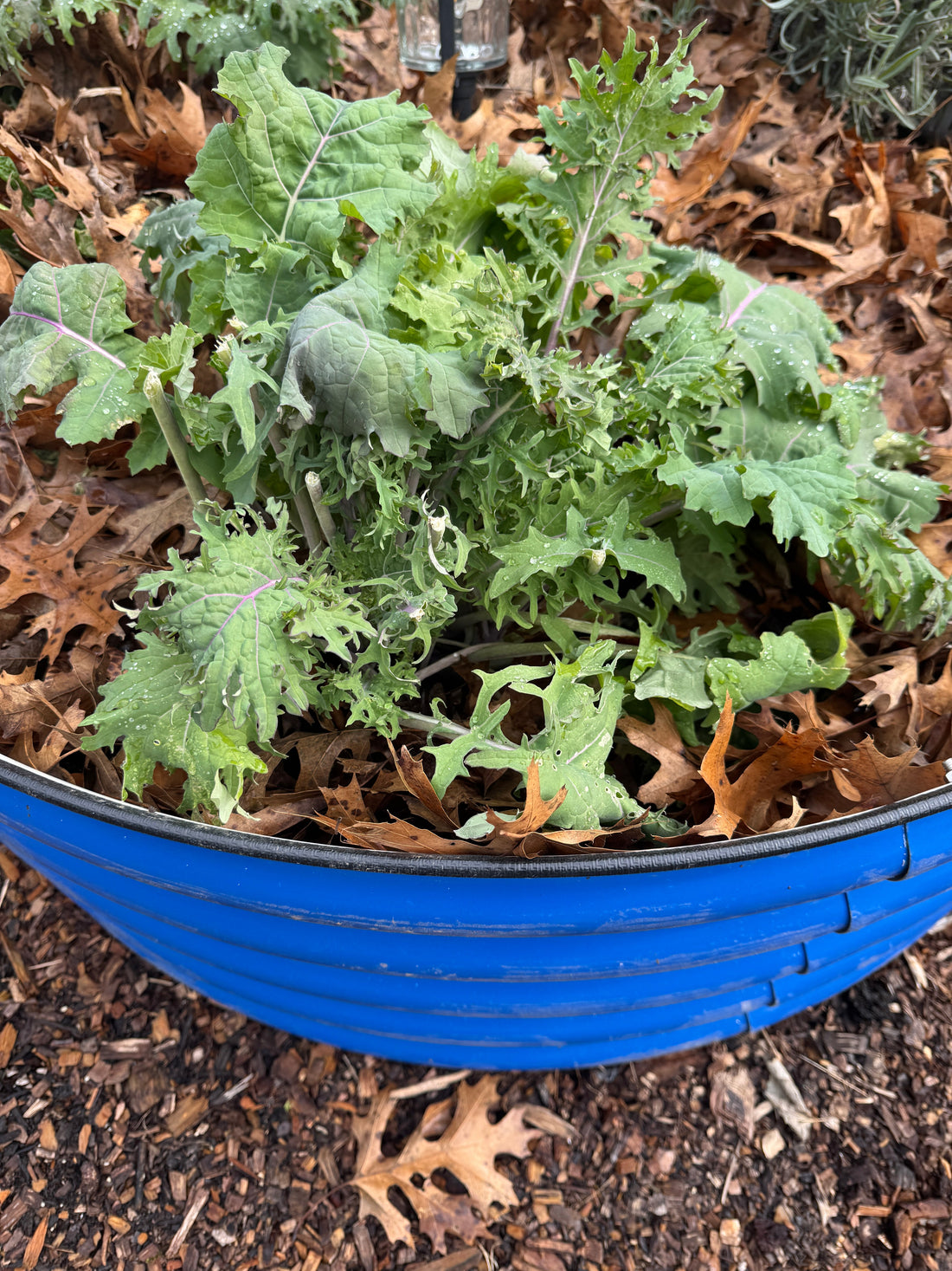 My Top 4 Tips for Fall & Winter Gardens