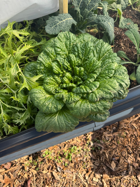 Fall Gardening: Fall is the perfect time to grow a big garden!