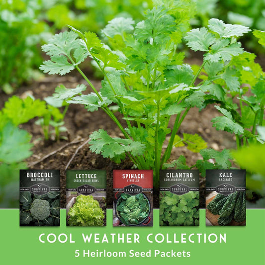 Growing a Fall Garden Zones 5 - 8