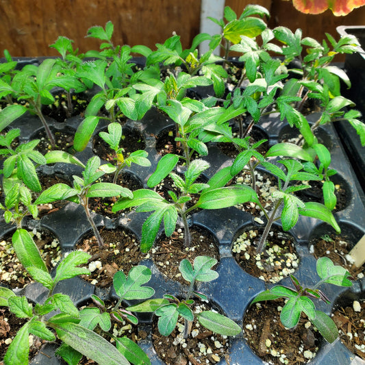 How to Successfully Sow Seeds