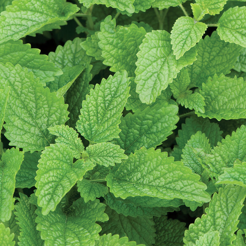 Spring Herb Mix