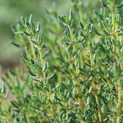 Spring Herb Mix