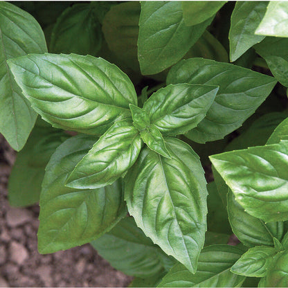 Spring Herb Mix