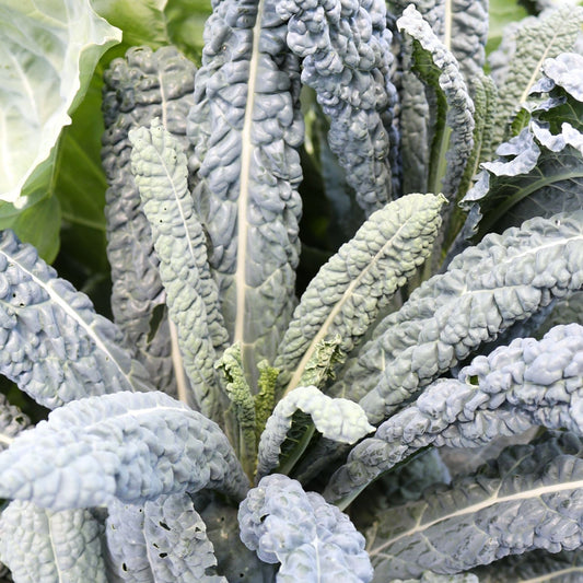 Black Magic Kale