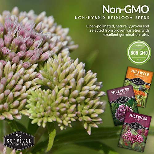 Milkweed Seed Collection – Common, Butterfly, and Rose Milkweed for Monarch Support