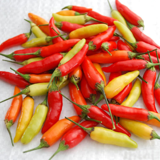 Tabasco Pepper