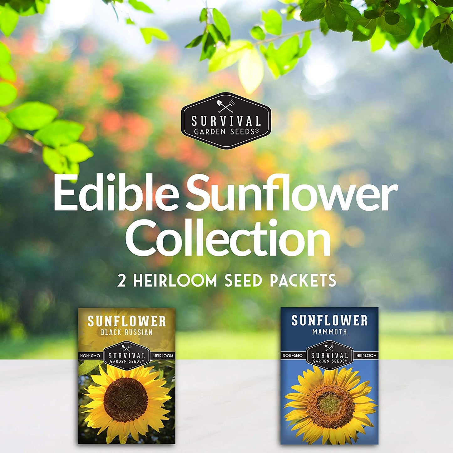 Edible Sunflower Seeds Collection – Mammoth & Black Russian Heirloom Non-GMO Varieties for Roasting, Bird Feed & Towering Garden Displays