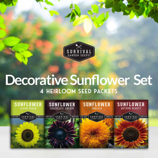 Decorative Sunflower Seed Collection – Autumn Beauty, Dwarf Sungold, Lemon Queen & Chocolate Cherry for Vibrant Garden Color