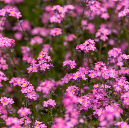 Spring Flower Bundle
