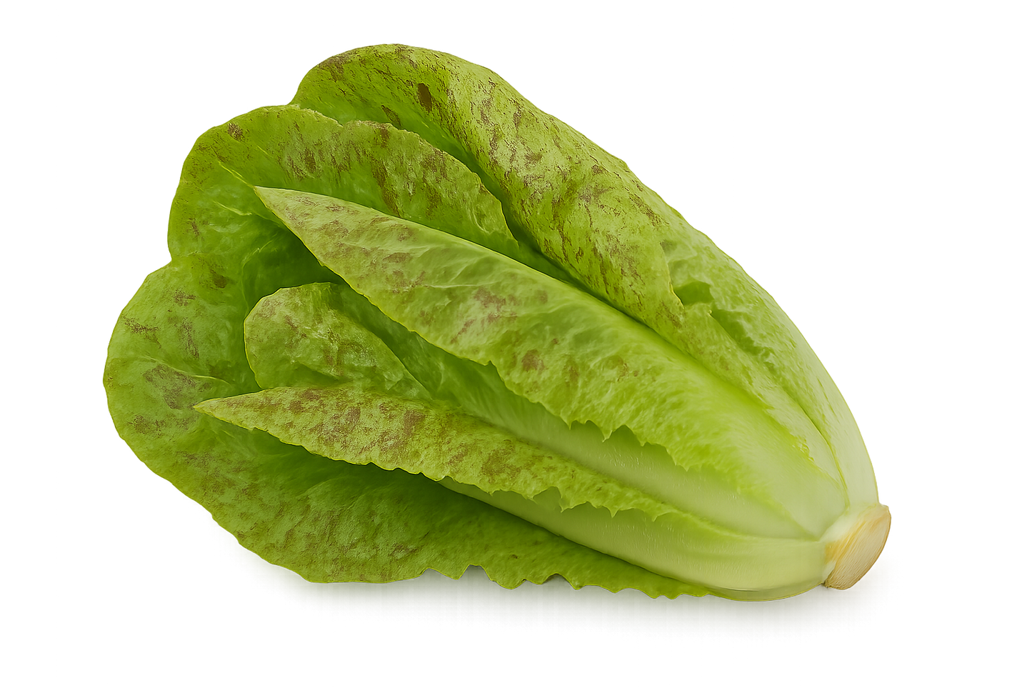 Lettuce Bundle