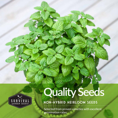Herb Collection - Basil, Cilantro, Dill, Lemon Balm, Parsley