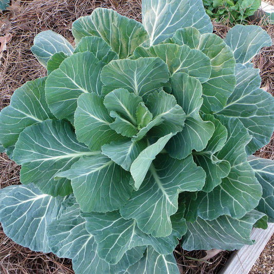 Georgia Southern Collards