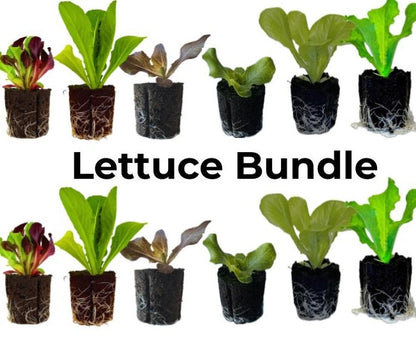 Spring Lettuce Mix