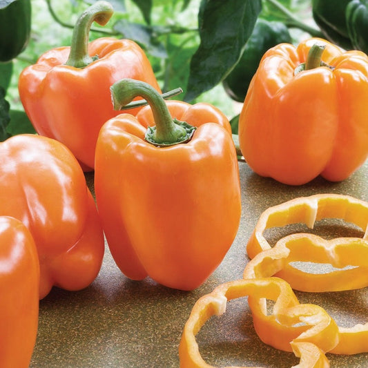 Coral Bell Pepper