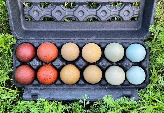 Rainbow Egg Assortment – Buy 10 + 5 Bonus Free (15 All-Female, Shipping Included)