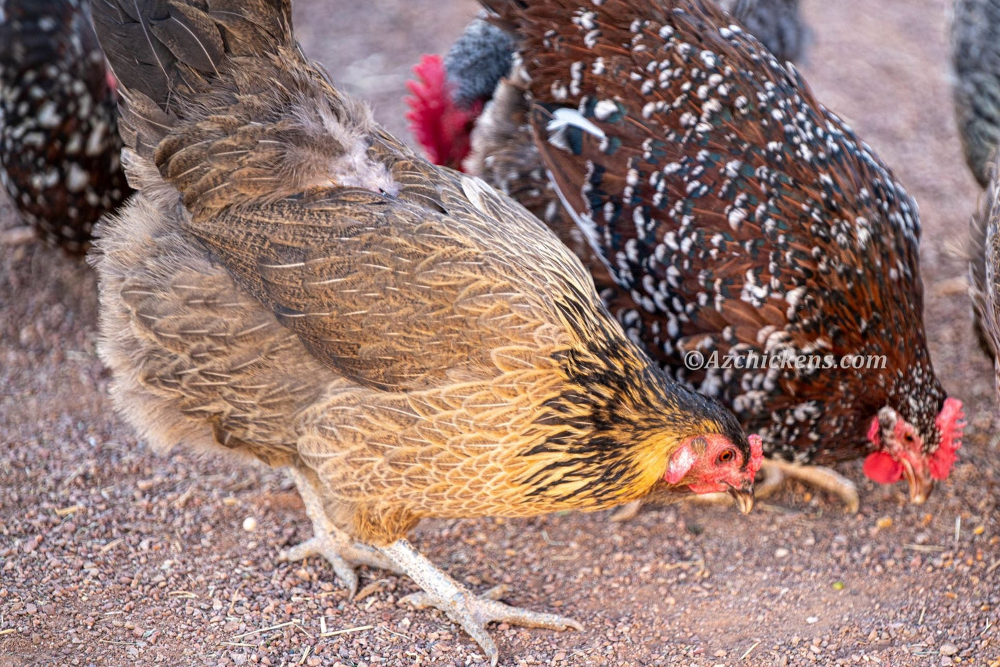 Easter Egger Chicks – Buy 10 + 5 Bonus Free (15 All-Female, Shipping Included)