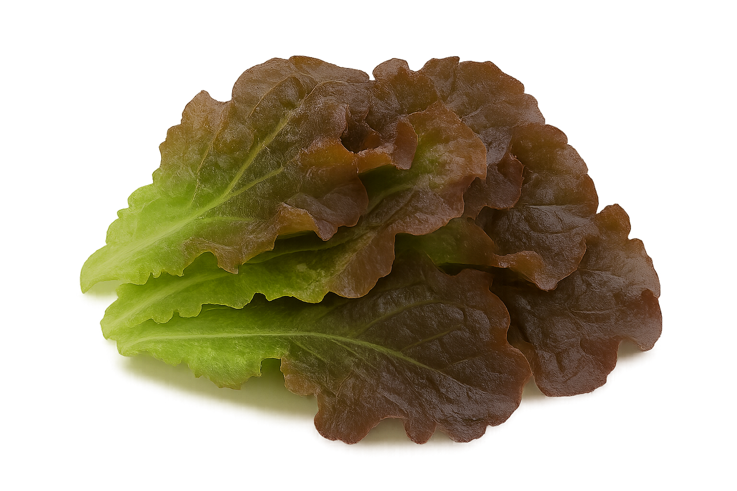 Lettuce Bundle