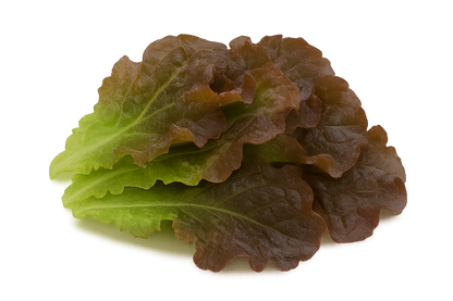 Lettuce Bundle